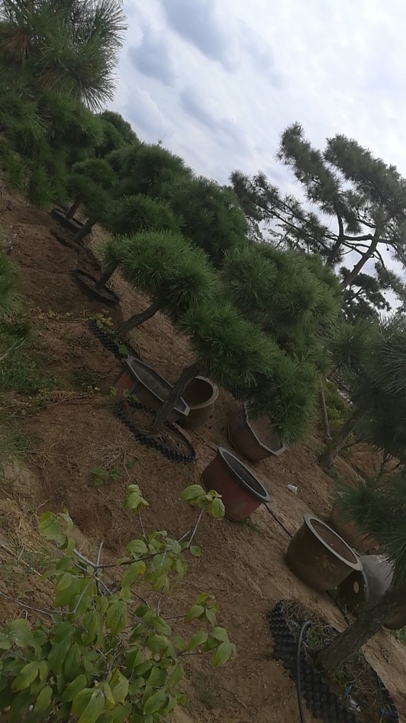 黑松造型，树桩等各类造型观赏树