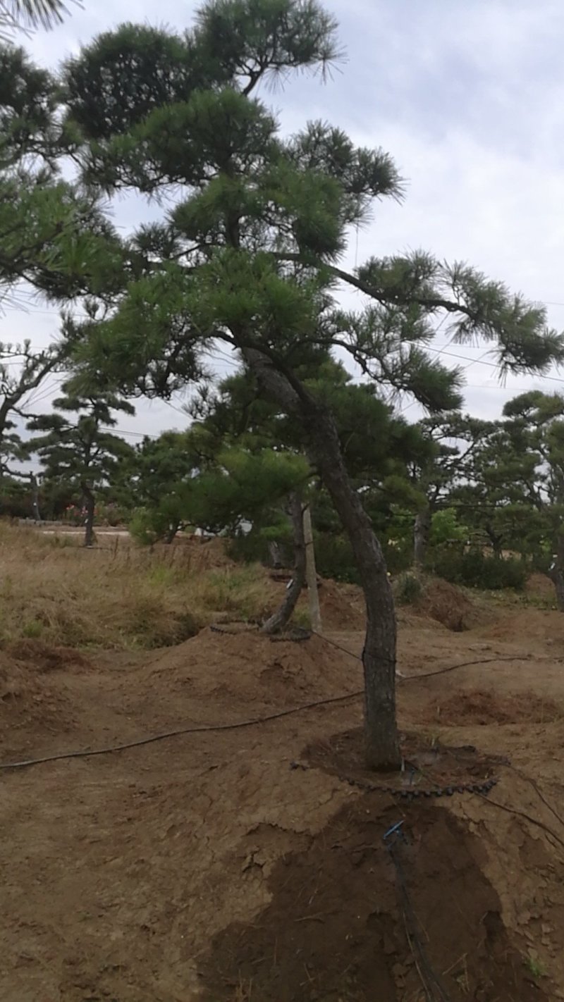 黑松造型，树桩等各类造型观赏树