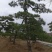 黑松造型，树桩等各类造型观赏树
