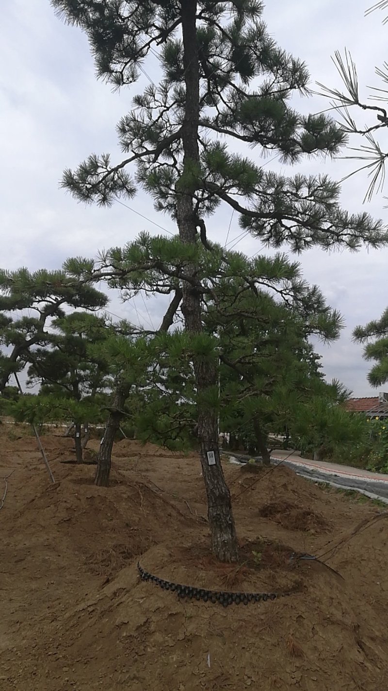 黑松造型，树桩等各类造型观赏树