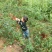 贵州兴仁大山农村辣椒面
