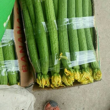 鲜花丝瓜！大量上市！