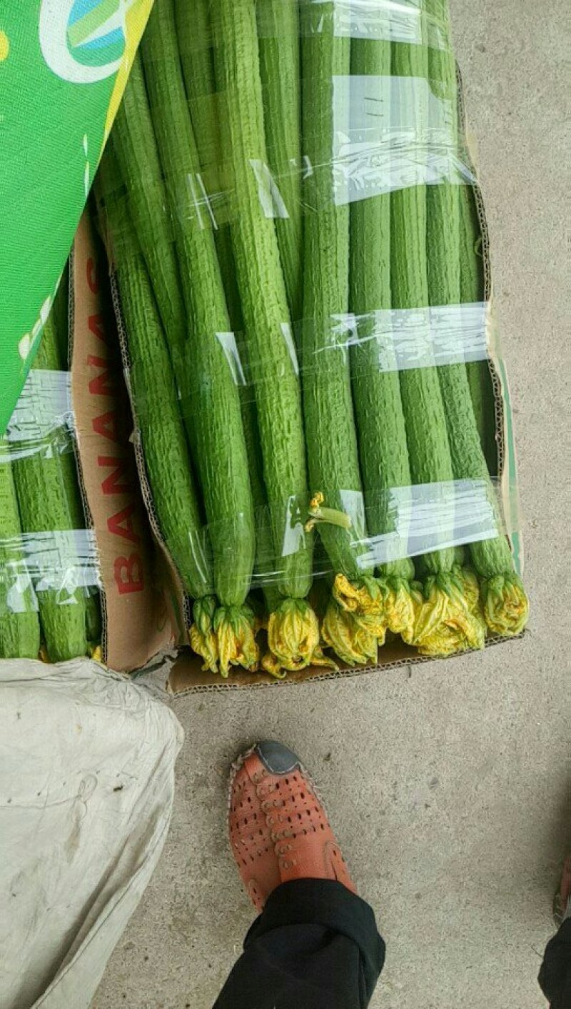 鲜花丝瓜！大量上市！
