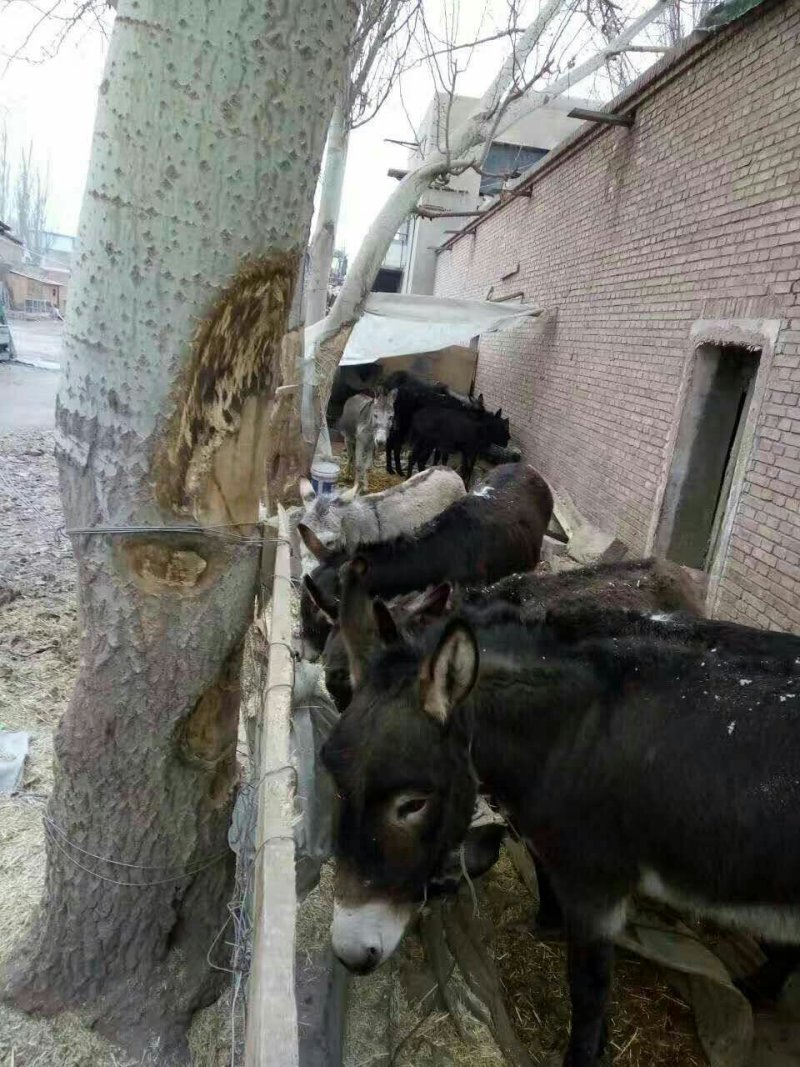 驴肉