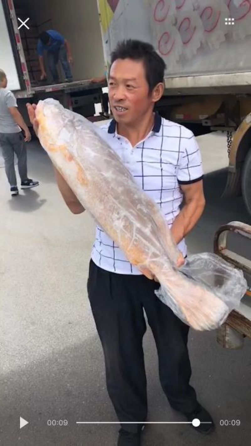 南美黄花鱼
