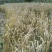 贵州兴仁大山农村土面条