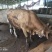 泌阳夏南牛交易市场泌阳夏南牛养殖基地泌阳夏南牛老郑