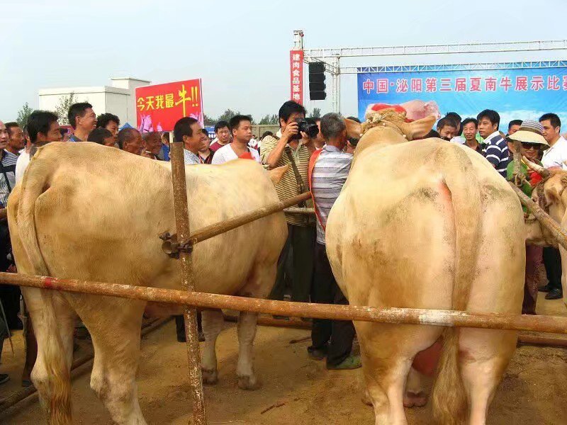 泌阳夏南牛交易市场泌阳夏南牛养殖基地泌阳夏南牛老郑