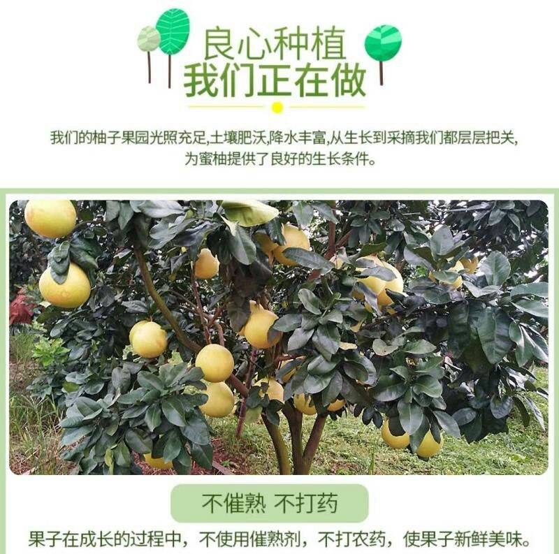 正宗平和琯溪红心蜜柚