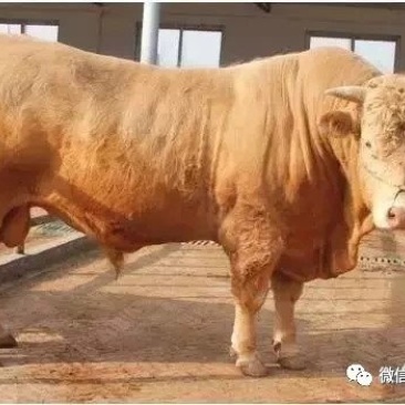 泌阳县夏南牛外调服务中心泌阳夏南牛老郑