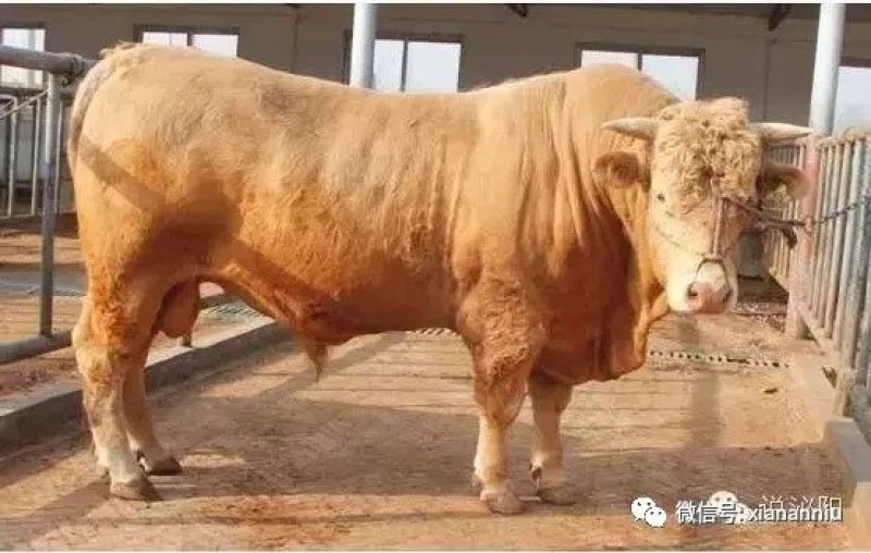 泌阳县夏南牛外调服务中心泌阳夏南牛老郑