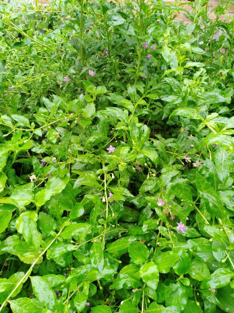 枸杞苗叶用枸杞菜苗大叶果菜两用韩国枸杞种苗