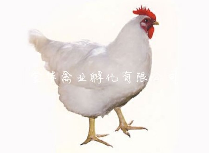 快大白羽鸡鸡苗