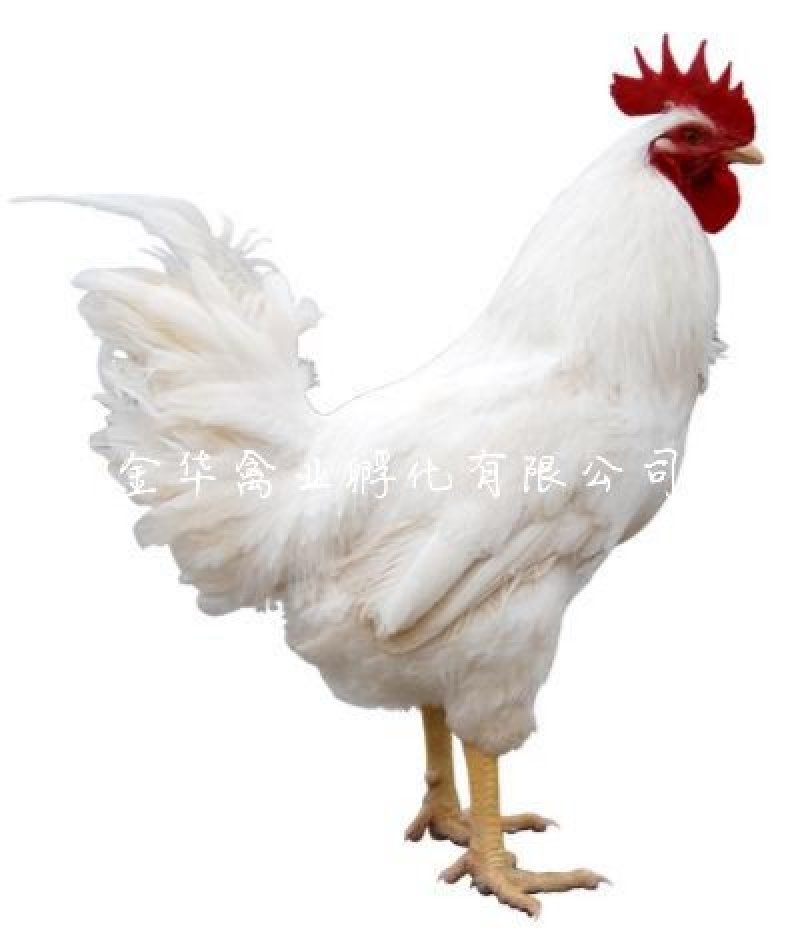 快大白羽鸡鸡苗