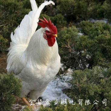 快大白羽鸡鸡苗