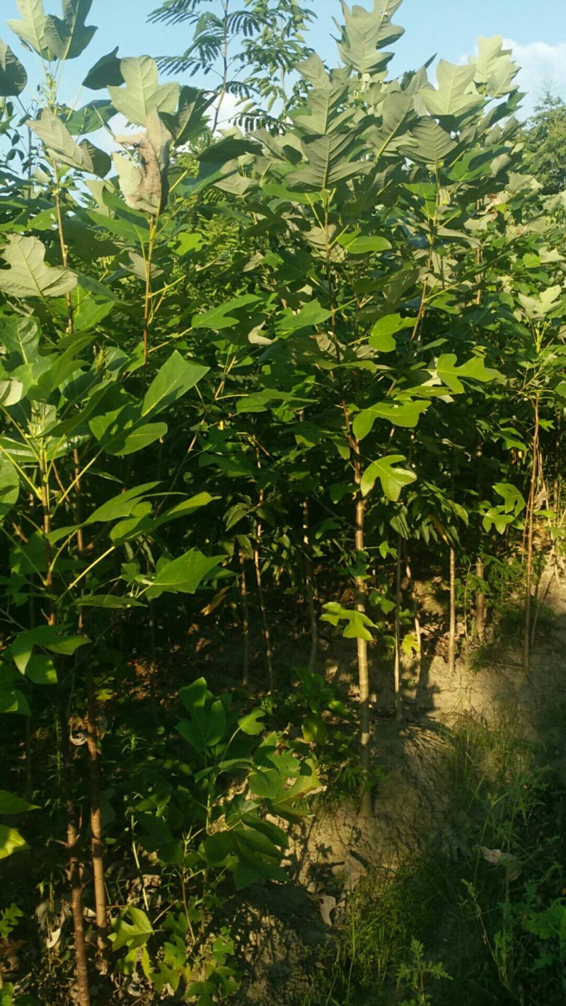 马褂木苗