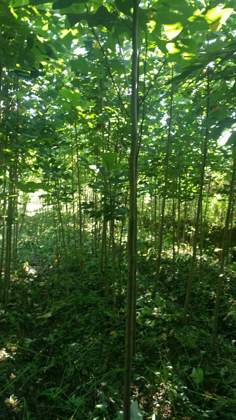 马褂木苗