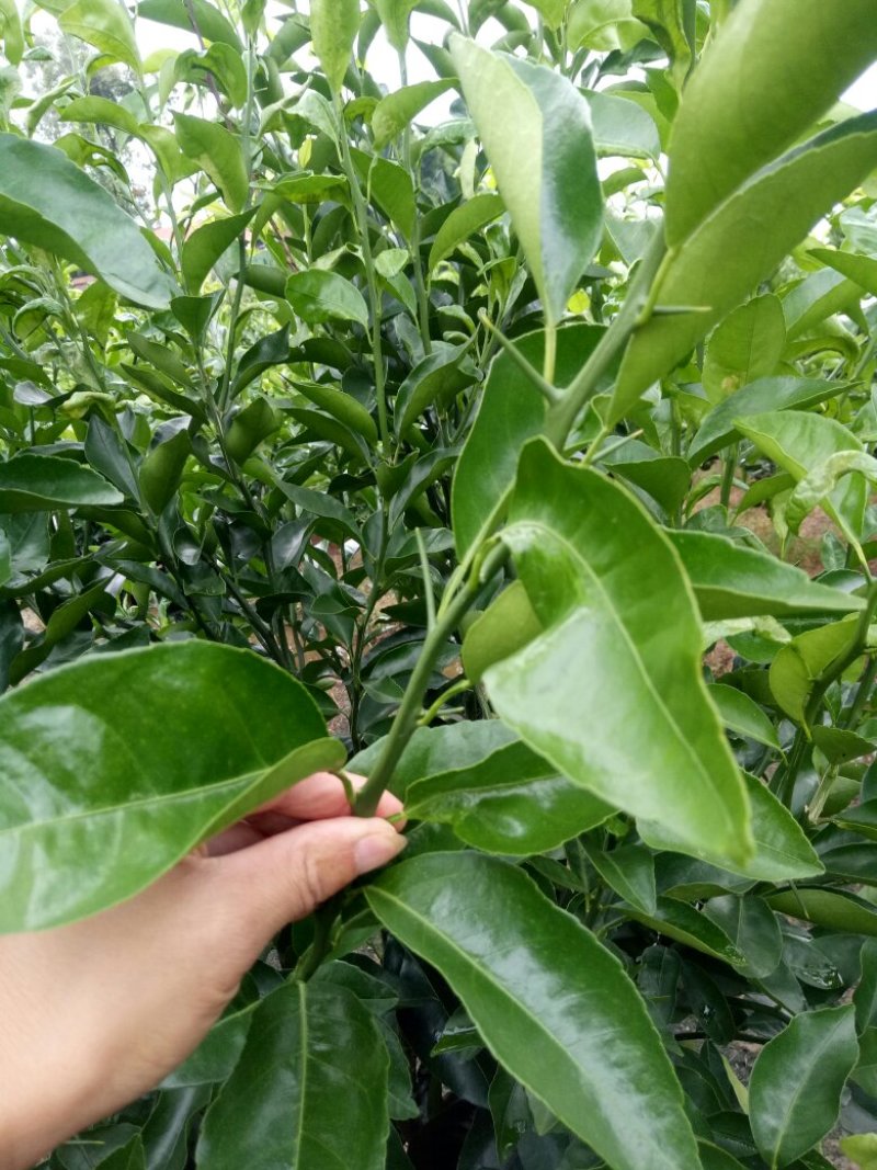 无核新诺枝条