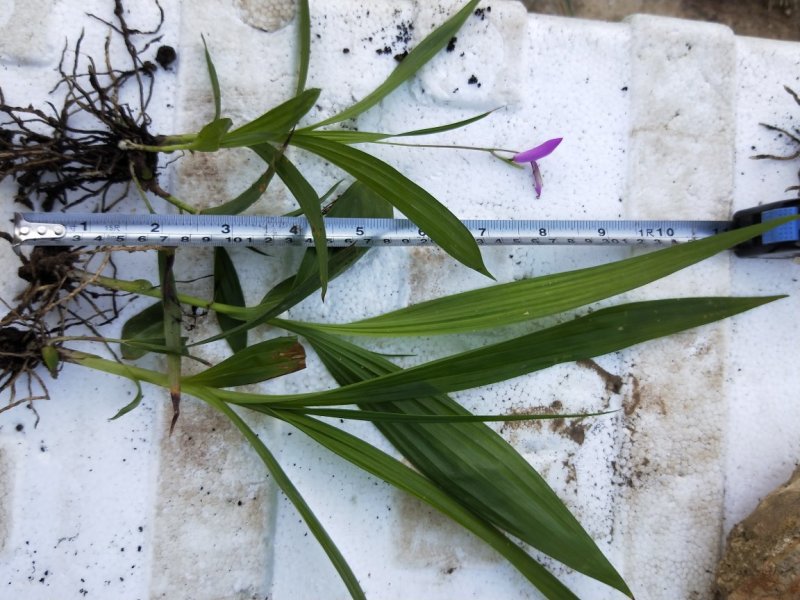 紫花三叉白芨苗欢迎选购量大优惠，对接全国市场成活率高