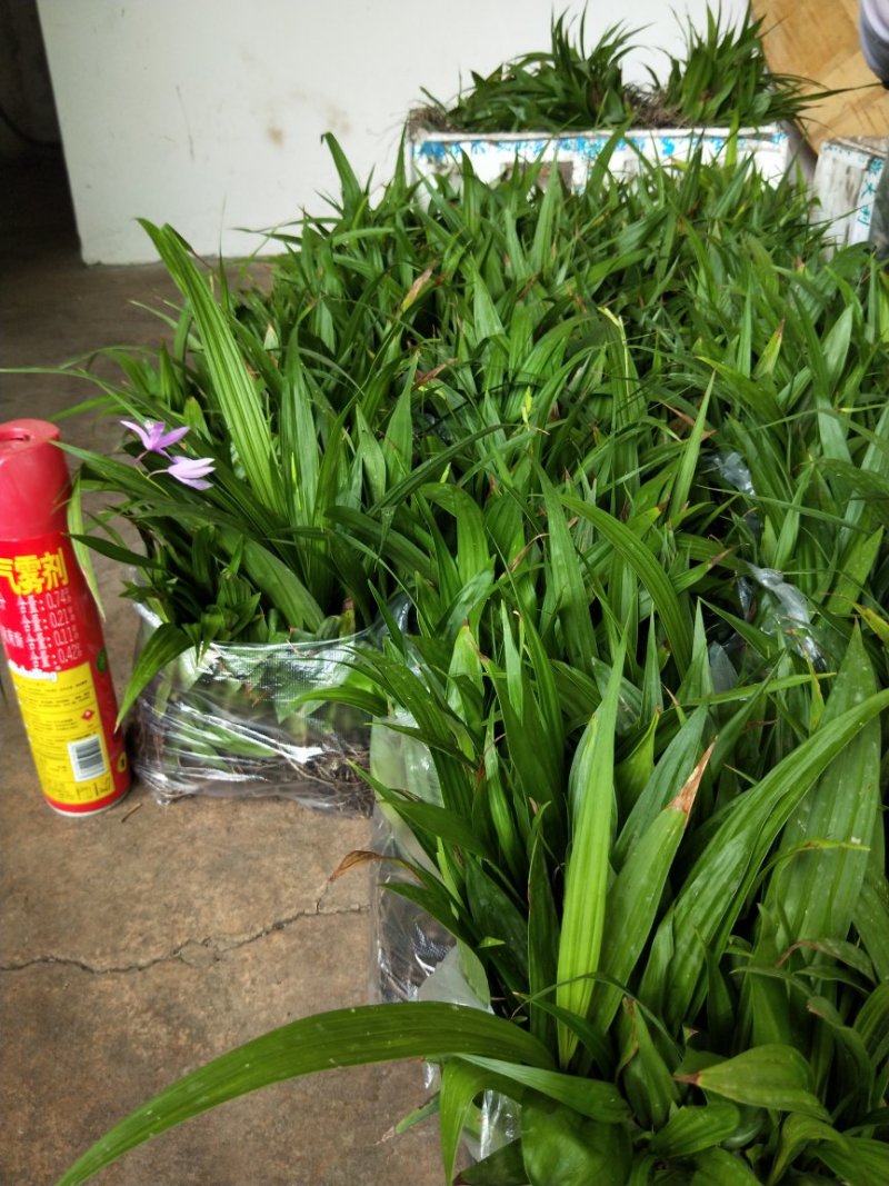 紫花三叉白芨苗欢迎选购量大优惠，对接全国市场成活率高