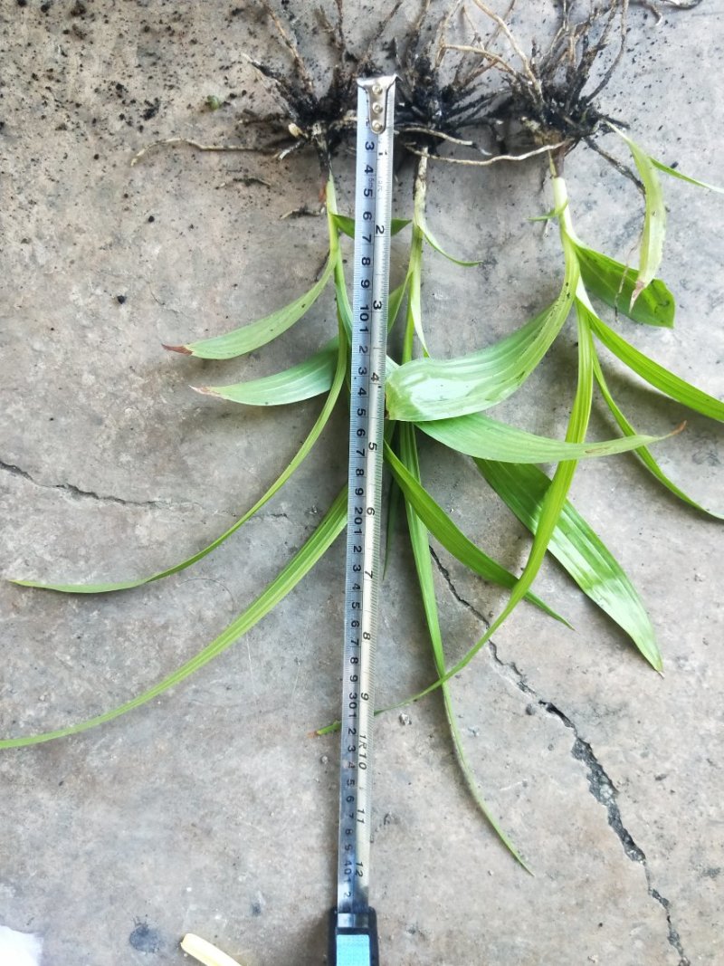 紫花三叉白芨苗欢迎选购量大优惠，对接全国市场成活率高