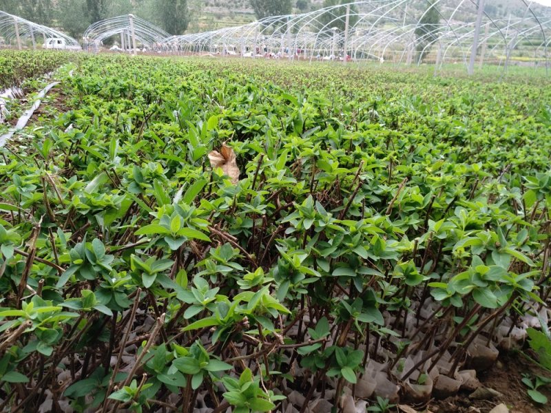 新品种花蕾一号营养钵苗，一年苗两年苗
