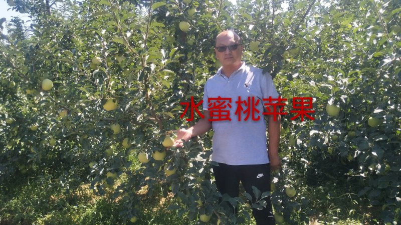 水蜜桃苹果苗,红思尼克苹果苗,瑞雪,秦脆苹果苗香妃苹果苗