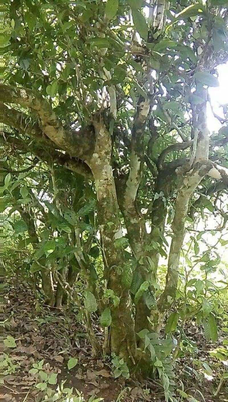 缅北香茗，高杆古树茶
