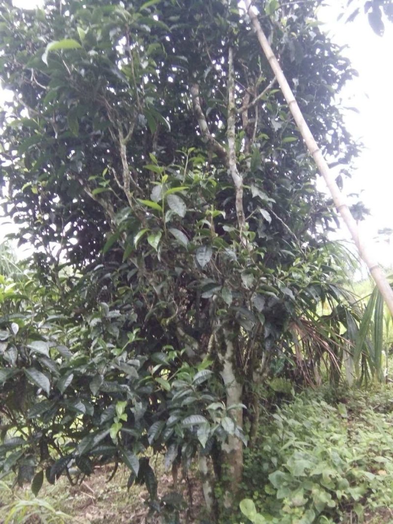 缅北香茗，高杆古树茶