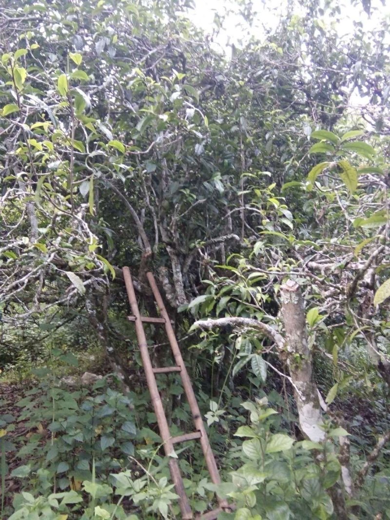 缅北香茗，高杆古树茶