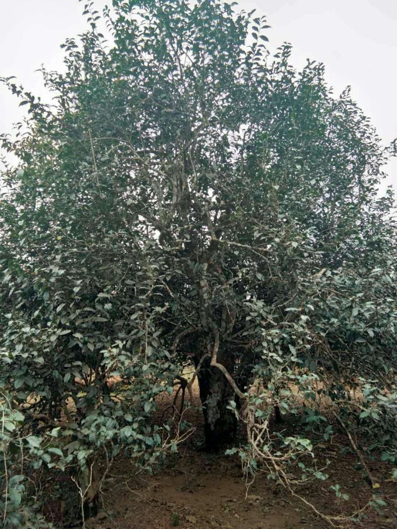 缅北香茗，高杆古树茶