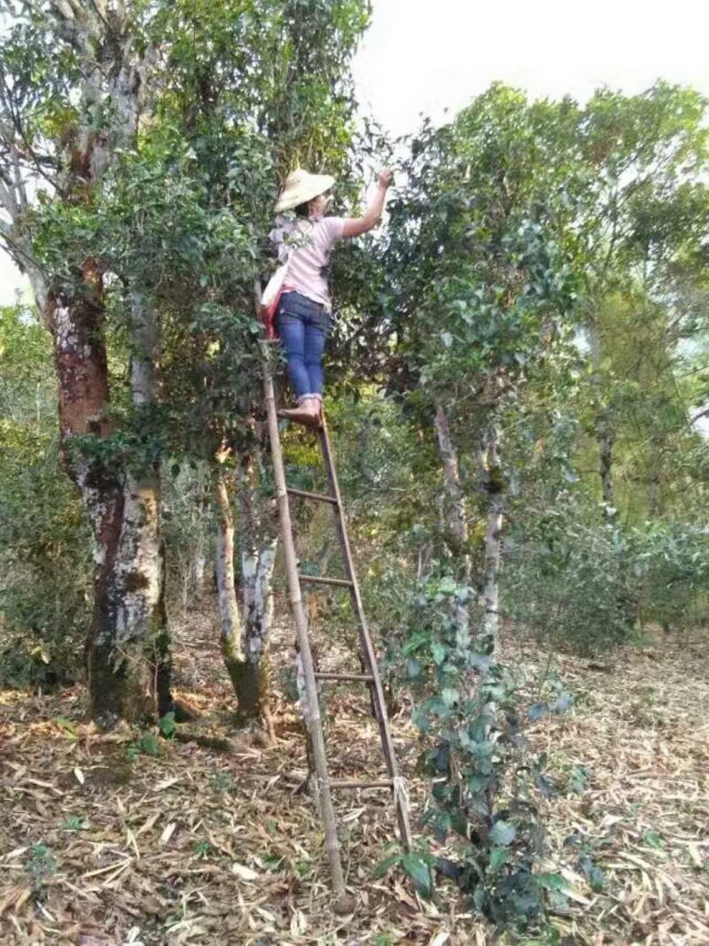 缅北香茗，高杆古树茶