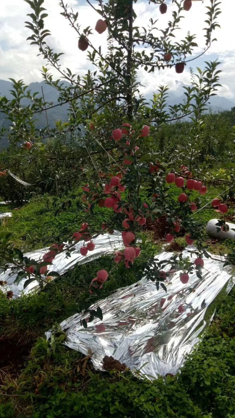 汉源水晶红富士苹果，红将军，欢迎各界朋友选购