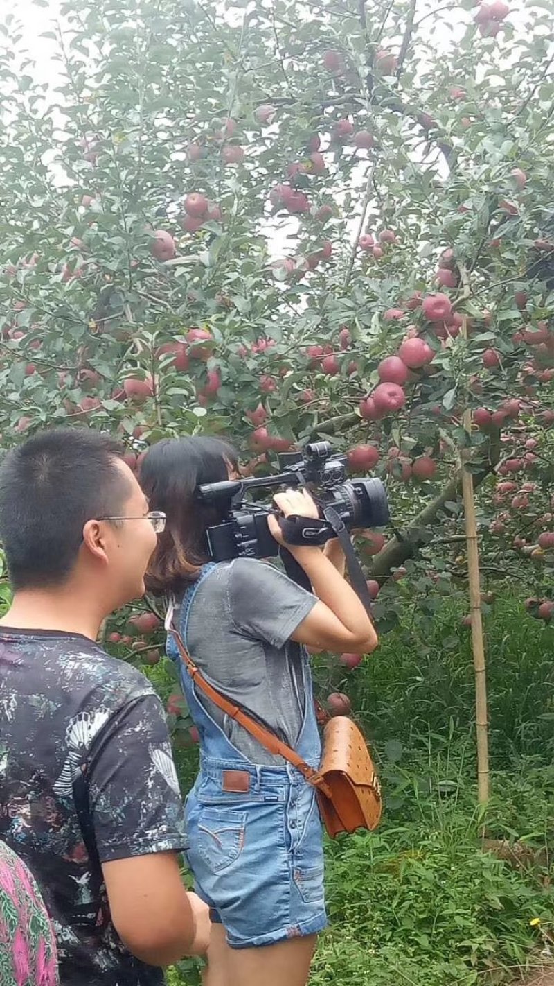 汉源水晶红富士苹果，红将军，欢迎各界朋友选购