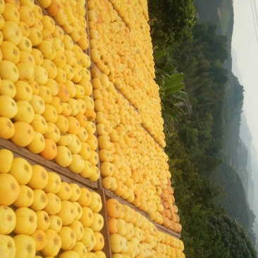 柿饼