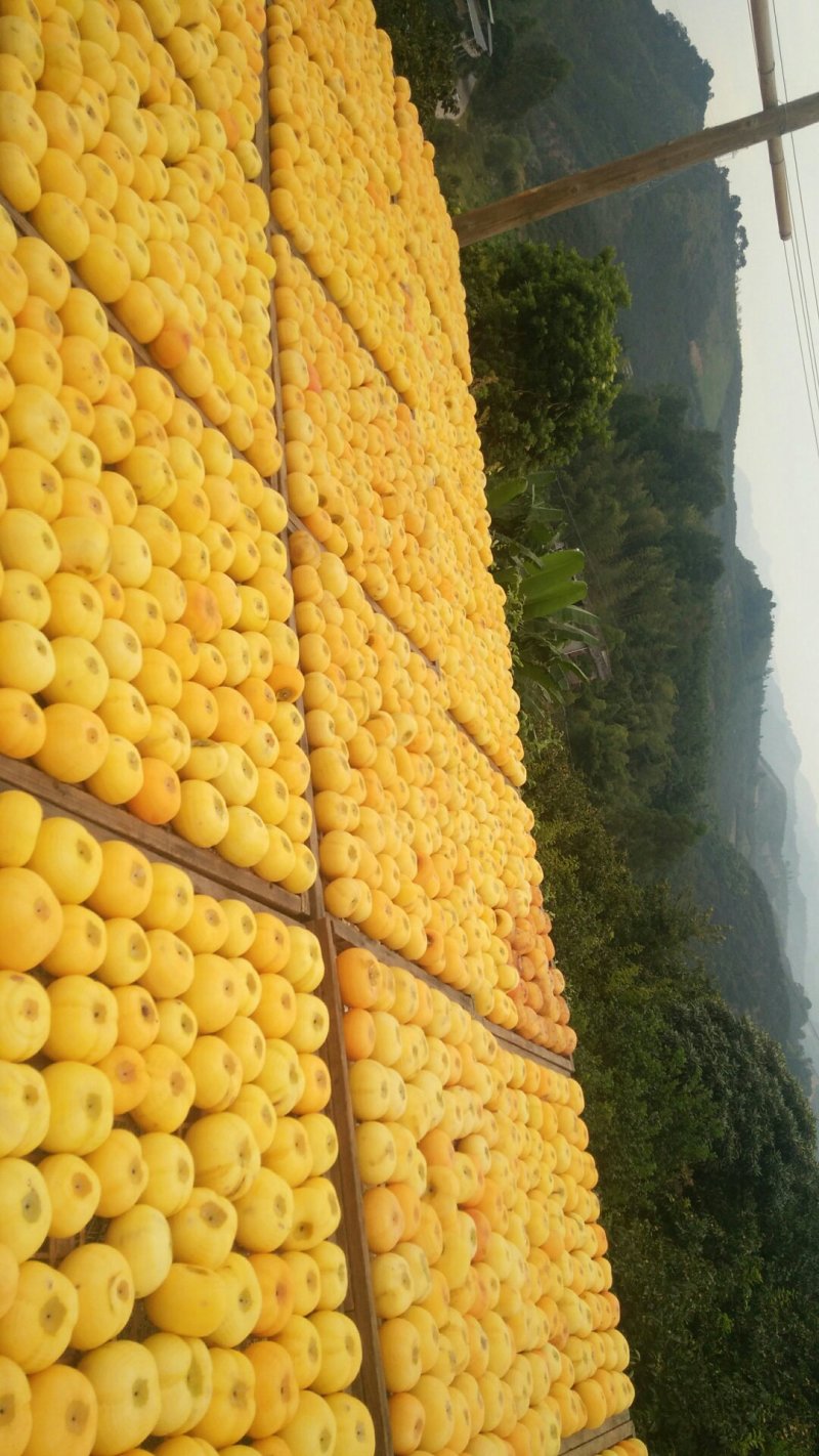 柿饼