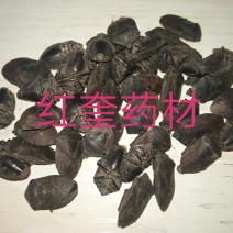 九香虫臭板虫臭屁虫黑兜虫屁板虫屁巴虫