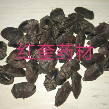 九香虫臭板虫臭屁虫黑兜虫屁板虫屁巴虫