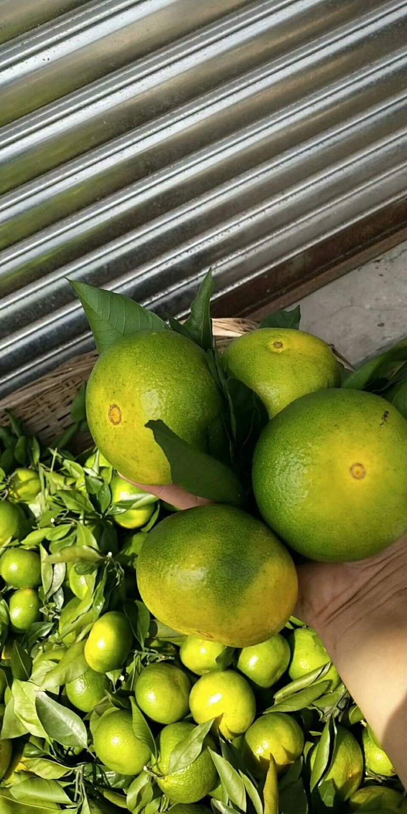 特早蜜橘