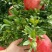 新疆和田正宗皮亚曼精品石榴