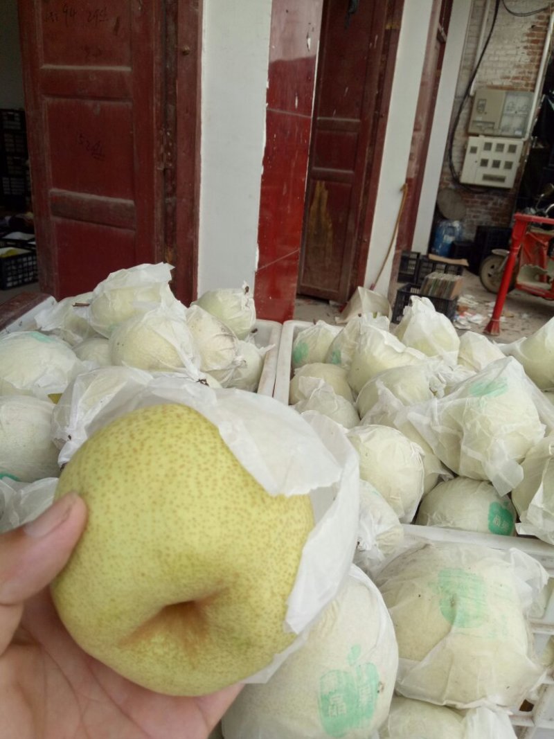 精品砀山酥梨个头大口感甜质量好一手货量大从优