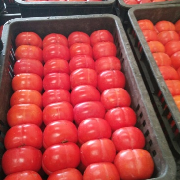 精品小方柿子大量上市