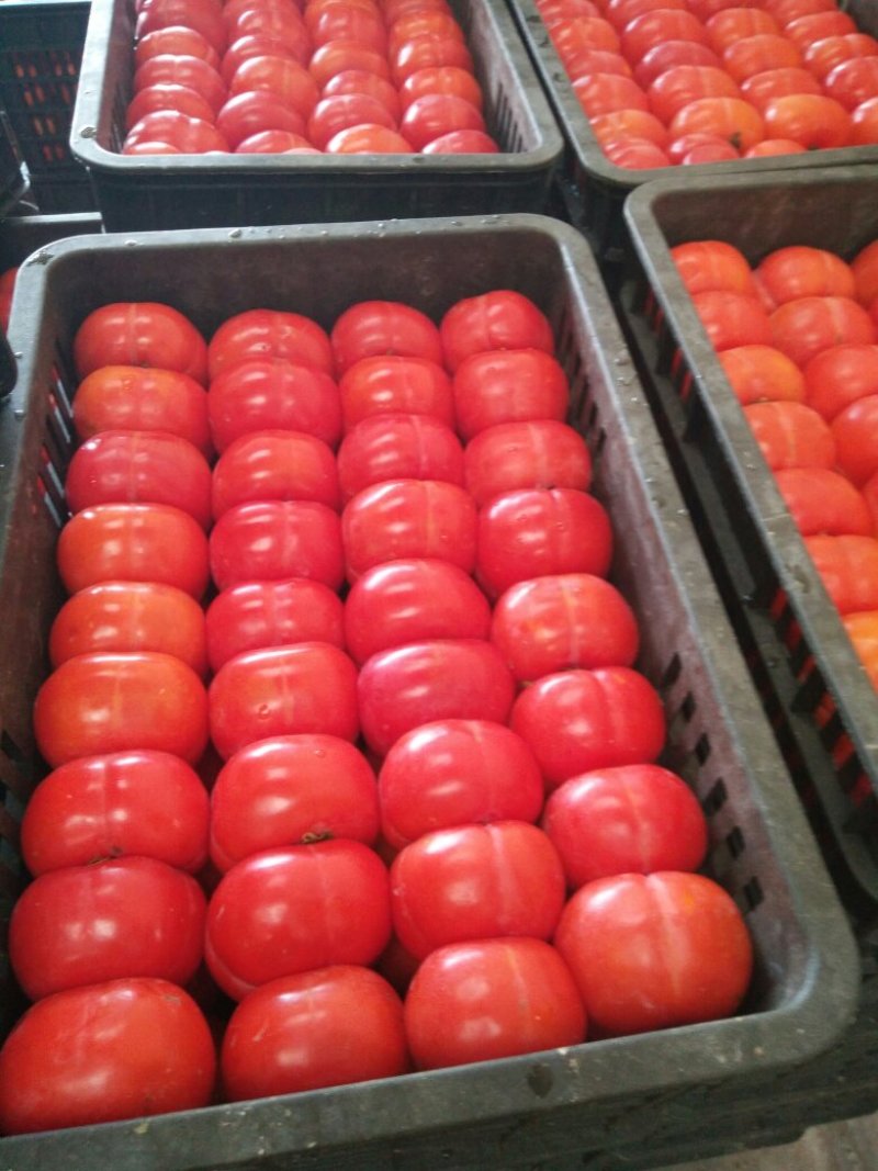 精品小方柿子大量上市