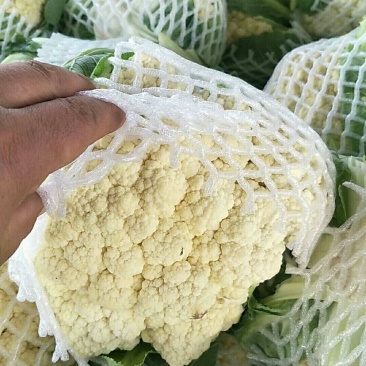 精品白花菜花椰菜松花菜菜花大量供应中需要进来联系
