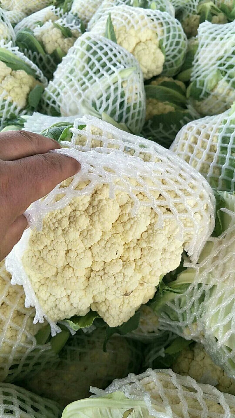 精品白花菜花椰菜松花菜菜花大量供应中需要进来联系