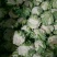 精品白花菜花椰菜松花菜菜花大量供应中需要进来联系