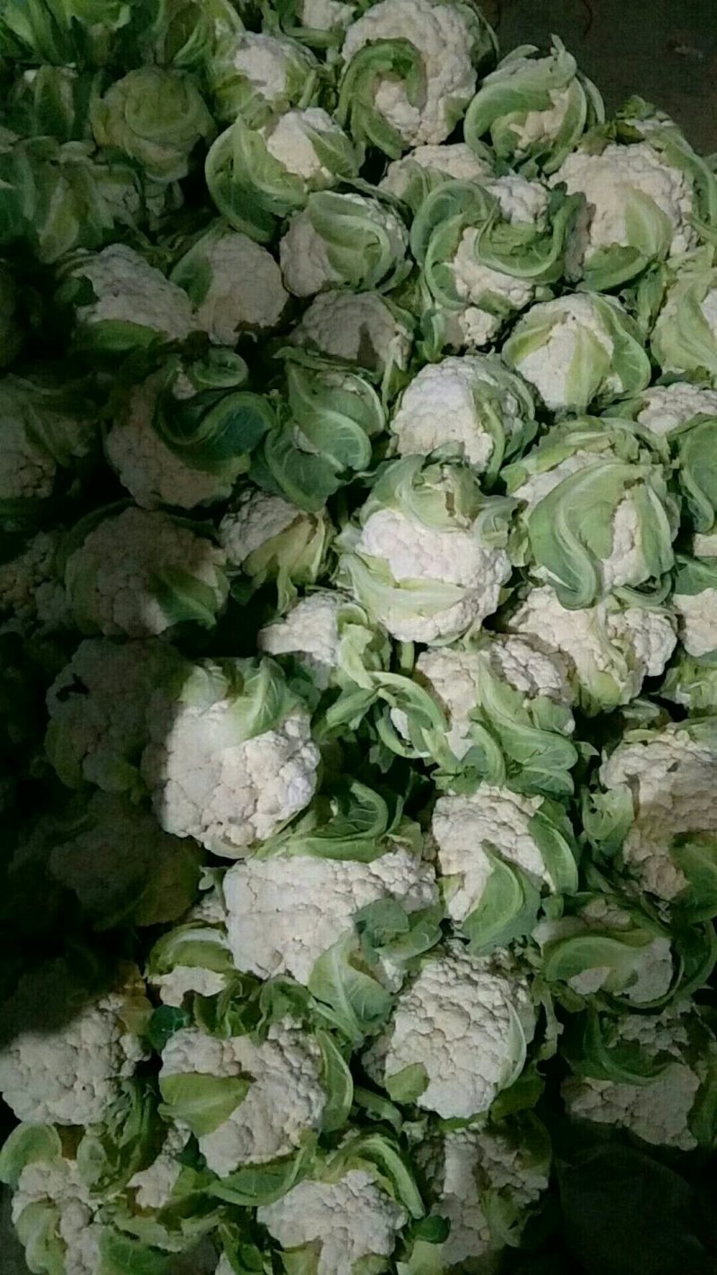 精品白花菜花椰菜松花菜菜花大量供应中需要进来联系