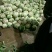 精品白花菜花椰菜松花菜菜花大量供应中需要进来联系