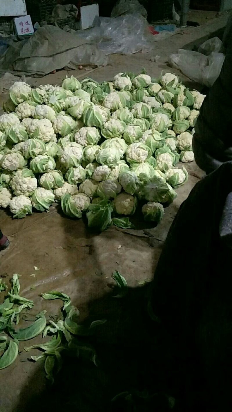 精品白花菜花椰菜松花菜菜花大量供应中需要进来联系