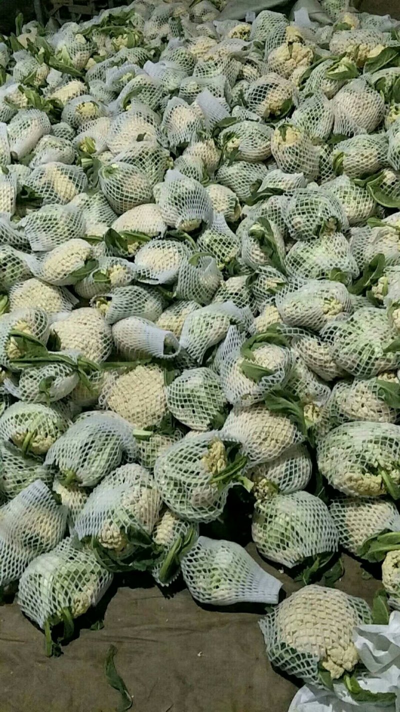 精品白花菜花椰菜松花菜菜花大量供应中需要进来联系